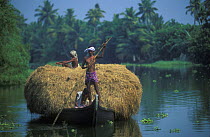 Men bringing in the hay crop, the backwaters, Kerala, India