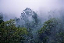 Damp rain clouds in amongst the trees, tropical rainforest, Khao Sok, Thailand