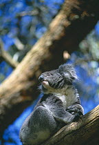 Koala {Phascolarctos cinerus} Cleland Wildlife Park, Adelaide Hills, South Australia, Australia