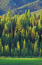 Pine trees, Dog Lake, Kootenay National Park, British Columbia, Canada