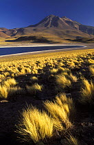 Laguna Miscanti and Cerro Miniques, The Andes, North Chile