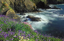 Wild flowers on the cliffs of The Lizard, Cornwall, England, UK