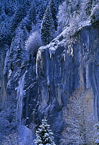 Detail of snow and ice on firs and mountain, Lauterbrunnen, Switzerland