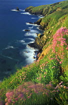 Wild flowers on the cliffs of The Lizard, Cornwall, England, UK