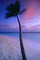 Dawn, palm tree on beach, Kuda Bandos, North Male Atoll, Maldives