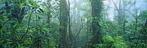 Tropical cloudforest, Monteverde Biological Reserve, Costa Rica