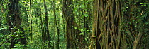 Tropical cloudforest, Monteverde Biological Reserve, Costa Rica