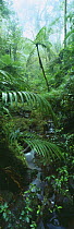 Rainforest, tropical cloudforest, Monteverde Biological Reserve, Costa Rica