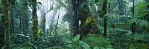 Rainforest, tropicalcloud forest, Monteverde Biological Reserve, Costa Rica