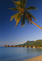Beach huts and coastline, Moorea, French Polynesia (Tahiti)