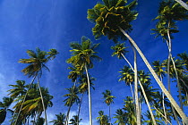 Palm trees at Mullins Bay, West Coast, Barbados