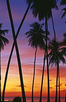 Palm trees at dusk, Mullins Bay, West Coast, Barbados
