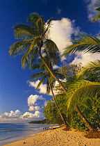 Beach at Mullins Bay, West Coast, Barbados