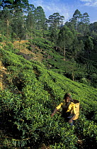 Harvesting tea, Labookellie Tea Plantation, Hill Country, nr Nuwara Eliya, Sri Lanka
