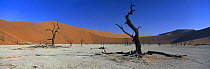Petrified trees in Deadvlei, nr Sosusvlei, Namib desert, Namibia