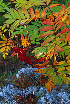 Autumn colours, Dogberry (Sorbus americana) Newfoundland, Canada