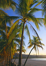 Playa Samara, Nicoya Peninsula, Guanacaste, Costa Rica