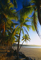 Playa Samara, Nicoya Peninsula, Guanacaste, Costa Rica