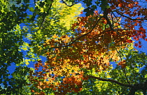 Autumn colours, sugar maple, Cape Breton Highlands National Park, Nova Scotia, Canada