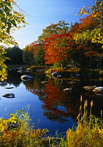 Autumn, Mersey River, nr Kejimkujik National Park, Nova Scotia, Canada