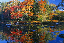 Autumn colours lining the banks of the Mersey River, nr Kejimkujik National Park, Nova Scotia, Canada