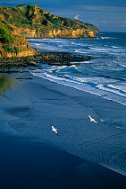 Gannets in flight over the beach at Muriwai, west coast of North Island, New Zealand
