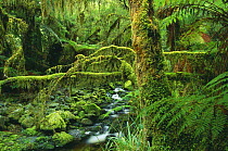 Temperate rainforest nr Milford Sound, Fjordland National Park, South Island, New Zealand