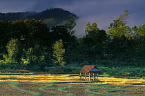 Stilt hut and Farmland nr Pai, Thailand
