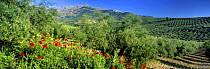 Poppies growing in olive grove, nr Cazorla, Andalucia, Spain