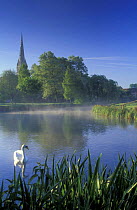 Swan on the River Stour, Salisbury, Wiltshire, England, UK