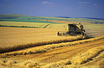 Combine Harvester harvesting field of wheat, Salisbury Plain, Wiltshire, England, UK