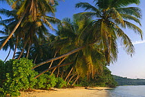 Palm trees on the beach, Anse Royale, Mahe, Seychelles