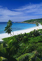 Palm trees, Anse Royale, La Digue, Seychelles