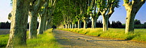 Avenue of trees nr St Remy de Provence, Provence, France