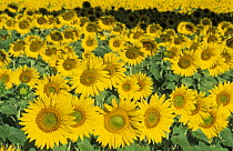Sunflowers {Helianthus annuus} nr Forcalquier, The Vaucluse, Provence, France