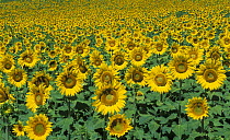 Sunflowers {Helianthus annuus} nr Forcalquier, The Vaucluse, Provence, France