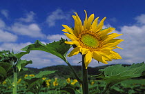 Sunflower {Helianthus annuus} nr Creysse, Dordogne Valley, France