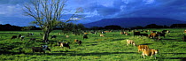 Cattle grazing beneath Mount Egmont, Taranaki, North Island, New Zealand