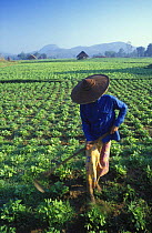 Thai woman in Fields, nr Mae Hong Son, Thailand