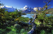 The Cuernos del Paine, Lake Pehoe, Torres del Paine, Patagonia, Chile