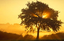Misty dawn with tree, nr Castle Cary, Somerset, England, UK