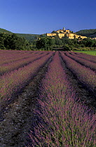 Lavender Field, nr Bagnon, The Vaucluse, Provence, France