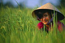 Woman working in the paddy fields, Mekong Delta, Ben Tre Province, Vietnam