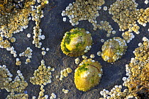 Limpet {Patella vulgata}, Barnacles and Seaweed on a rock on the beach, Bamburgh, Northumbria, England, UK