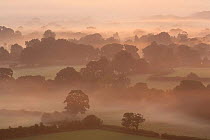 A misty dawn in the Blackmore Vale from Bulbarrow Hill, nr Okeford Fitzpaine, Dorset, England, UK