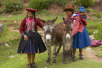 Quechua Indian Women and child with donkeys, nr Cusco, Peru