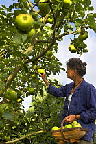 A woman picking apples in a Dorset garden, England, UK.