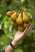 A woman picking Pears in a Dorset garden, England, UK.