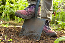 A woman digging with a spade in a Dorset garden, England, UK.