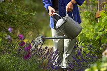 Woman watering in garden, Dorset, England, UK
